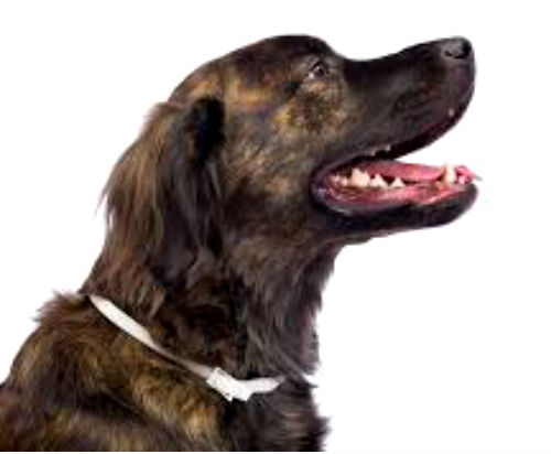 Побочные эффекты и критерии выбора Побочные эффекты и критерии выбора